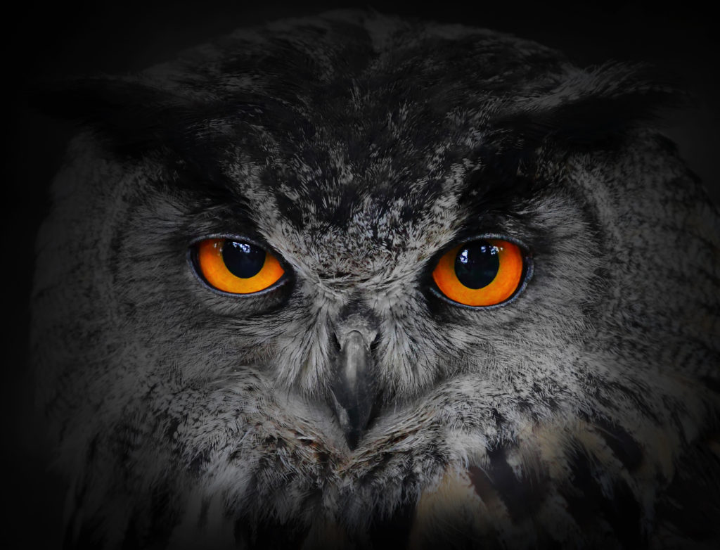 Close up of grey owl with vivid orange eyes